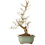 Punica granatum, 26 cm, ± 15 anni, con nebari di 2 cm
