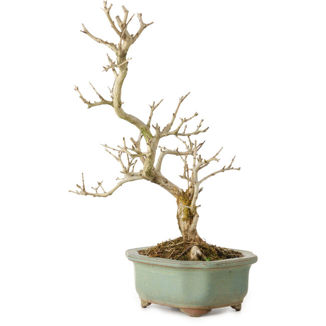 Punica granatum, 26 cm, ± 15 ans, avec un nebari de 2 cm