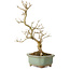 Punica granatum, 26 cm, ± 15 anni, con nebari di 2 cm