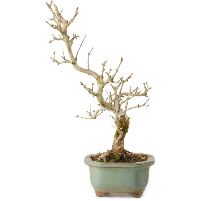 Granatapfel (Punica granatum), 26 cm, ca. 15 Jahre alt, mit einem Wurzelansatz von 2 cm