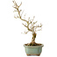 Punica granatum, 26 cm, ± 15 anni, con nebari di 2 cm