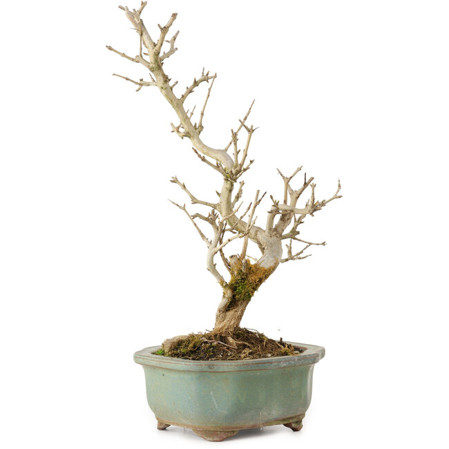 Punica granatum, 26 cm, ± 15 ans, avec un nebari de 2 cm