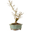 Punica granatum, 26 cm, ± 15 anni, con nebari di 2 cm