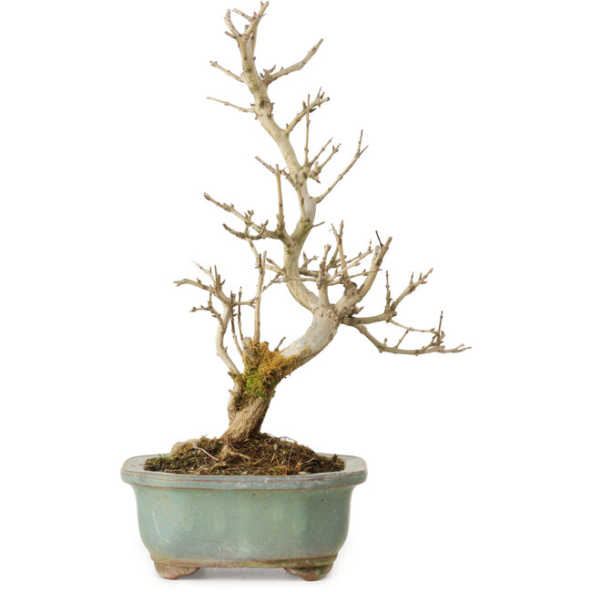 Granatapfel (Punica granatum), 26 cm, ca. 15 Jahre alt, mit einem Wurzelansatz von 2 cm