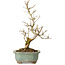 Punica granatum, 26 cm, ± 15 anni, con nebari di 2 cm