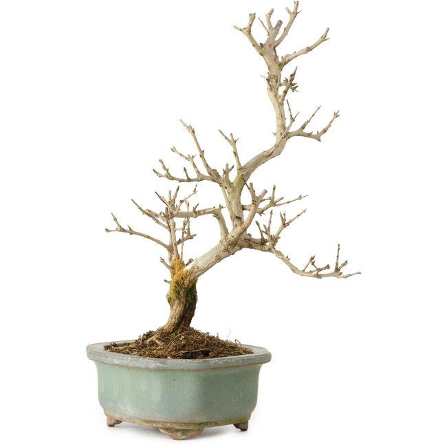 Granatapfel (Punica granatum), 26 cm, ca. 15 Jahre alt, mit einem Wurzelansatz von 2 cm