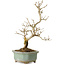 Punica granatum, 26 cm, ± 15 anni, con nebari di 2 cm