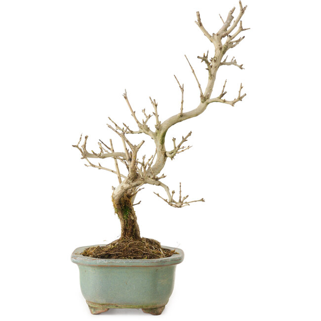 Punica granatum, 26 cm, ± 15 anni, con nebari di 2 cm
