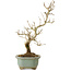 Punica granatum, 26 cm, ± 15 anni, con nebari di 2 cm