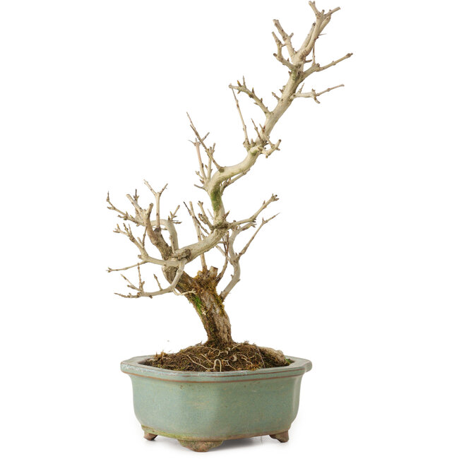 Punica granatum, 26 cm, ± 15 ans, avec un nebari de 2 cm