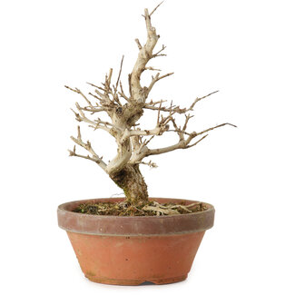 Punica granatum, 16 cm, ± 15 jaar oud