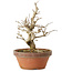 Punica granatum, 16 cm, ± 15 anni, con nebari di 2 cm