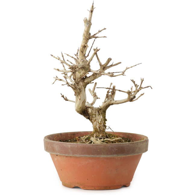 Punica granatum, 16 cm, ± 15 years old, with a nebari of 2 cm