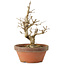 Punica granatum, 16 cm, ± 15 anni, con nebari di 2 cm