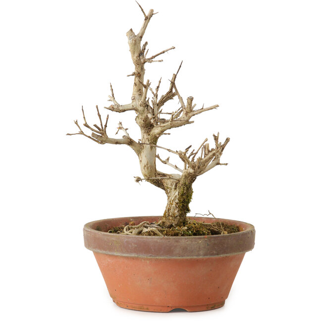 Punica granatum, 16 cm, ± 15 years old, with a nebari of 2 cm