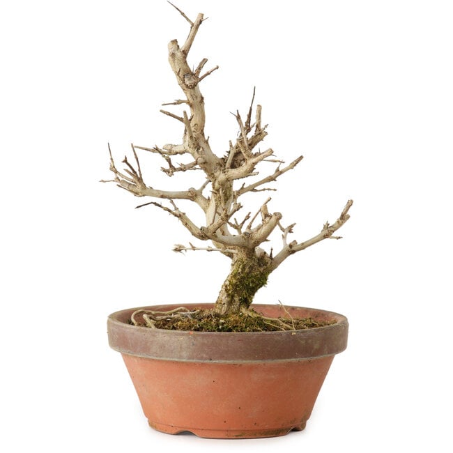 Punica granatum, 16 cm, ± 15 jaar oud, met een nebari van 2 cm