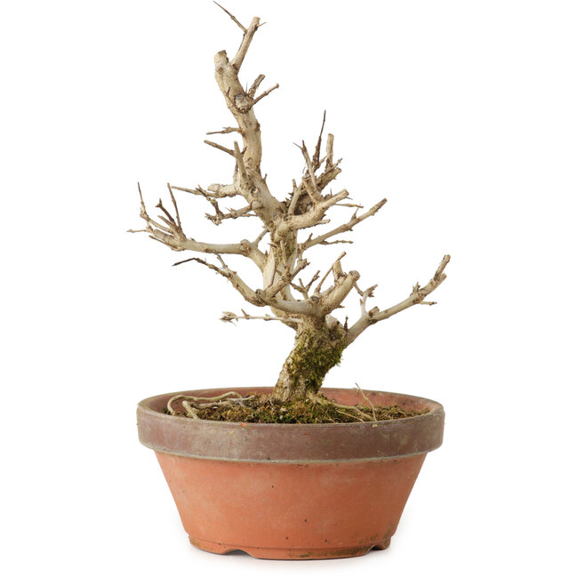 Punica granatum, 16 cm, ± 15 years old, with a nebari of 2 cm