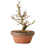Punica granatum, 16 cm, ± 15 anni, con nebari di 2 cm