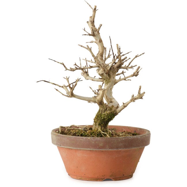 Punica granatum, 16 cm, ± 15 jaar oud, met een nebari van 2 cm