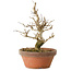 Punica granatum, 16 cm, ± 15 anni, con nebari di 2 cm