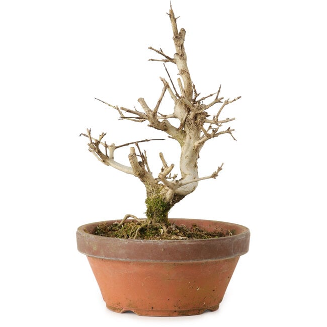 Punica granatum, 16 cm, ± 15 años de edad, con un nebari de 2 cm