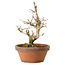 Punica granatum, 16 cm, ± 15 anni, con nebari di 2 cm