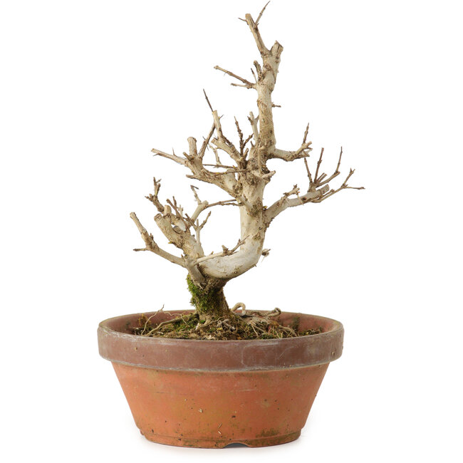 Granatapfel (Punica granatum), 16 cm, ca. 15 Jahre alt, mit einem Wurzelansatz von 2 cm