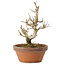 Punica granatum, 16 cm, ± 15 anni, con nebari di 2 cm