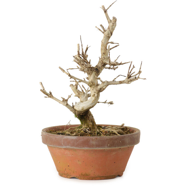 Punica granatum, 16 cm, ± 15 ans, avec un nebari de 2 cm