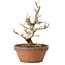 Punica granatum, 16 cm, ± 15 anni, con nebari di 2 cm
