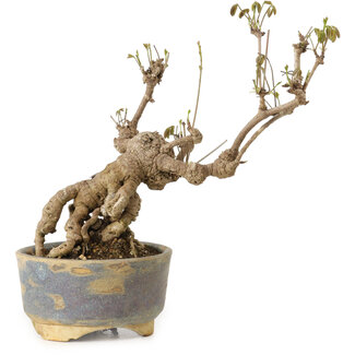 Akebia quinata, 18 cm, ± 20 ans