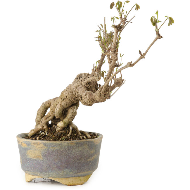 Akebia quinata, 18 cm, environ 20 ans, dans un pot dont le bord est ébréché.