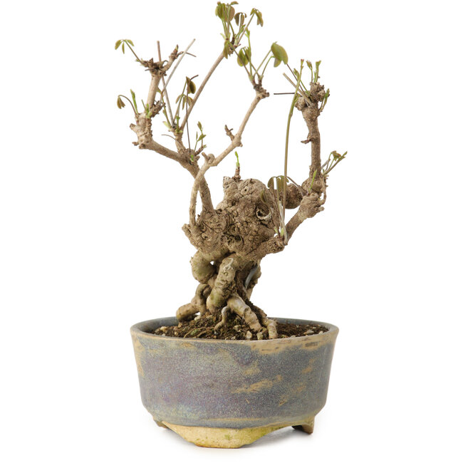 Akebia quinata, 18 cm, ca. 20 Jahre alt, in einem Topf mit einer kleinen Absplitterung am Rand.