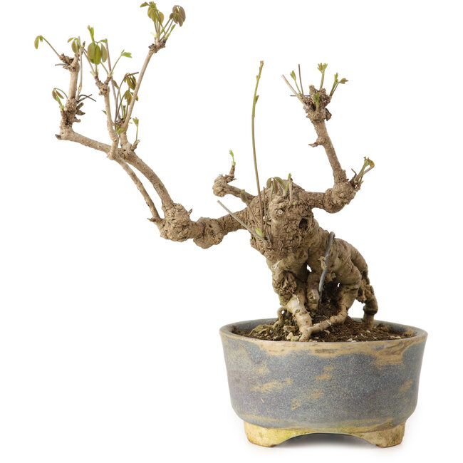 Akebia quinata, 18 cm, ± 20 jaar oud, in een pot met een beschadiging aan de rand.