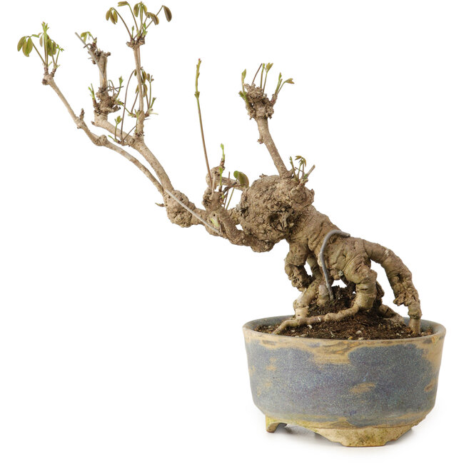 Akebia quinata, 18 cm, ca. 20 Jahre alt, in einem Topf mit einer kleinen Absplitterung am Rand.