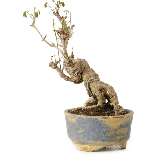 Akebia quinata, 18 cm, ± 20 jaar oud, in een pot met een beschadiging aan de rand.