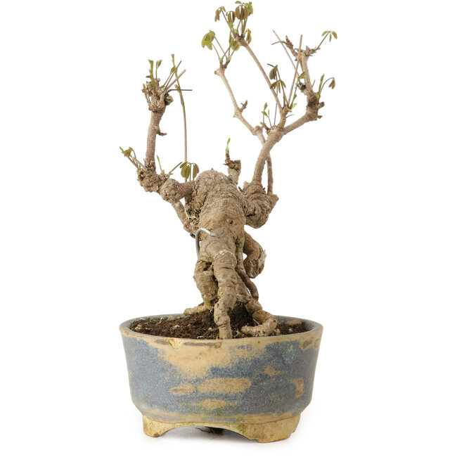 Akebia quinata, 18 cm, ca. 20 Jahre alt, in einem Topf mit einer kleinen Absplitterung am Rand.