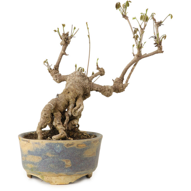 Akebia quinata, 18 cm, ± 20 years old, in a pot with a chip of the edge