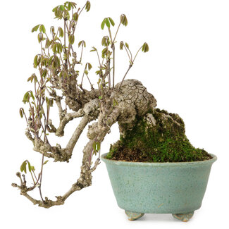 Fuku Akebia quinata, 17 cm, ± 20 years old