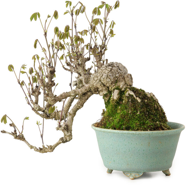 Akebia quinata, 17 cm, ± 20 anni, in un vaso giapponese fatto a mano da Fuku