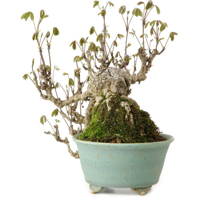 Akebia quinata, 17 cm, ± 20 anni, in un vaso giapponese fatto a mano da Fuku