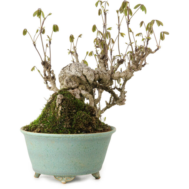 Akebia quinata, 17 cm, ± 20 anni, in un vaso giapponese fatto a mano da Fuku