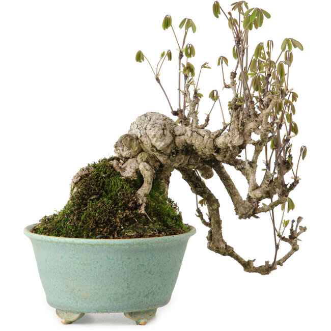 Akebia quinata, 17 cm, ± 20 jaar oud, in een handgemaakte Japanse pot van Fuku.