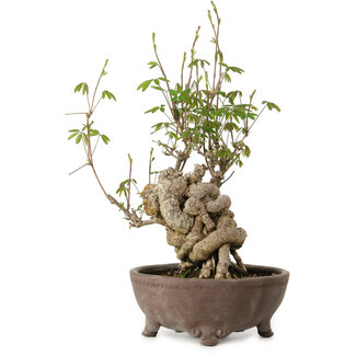 Akebia quinata, 28 cm, ± 20 anni