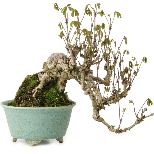 Akebia quinata, 17 cm, ± 20 anni, in un vaso giapponese fatto a mano da Fuku