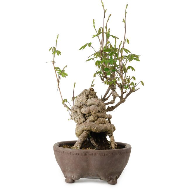 Akebia quinata, 28 cm, ± 20 años