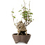 Akebia quinata, 28 cm, ± 20 anni
