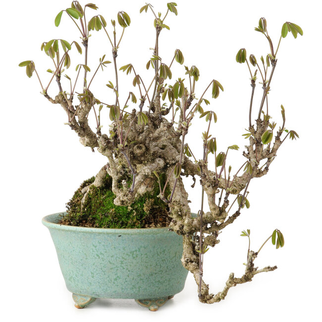 Akebia quinata, 17 cm, ± 20 jaar oud, in een handgemaakte Japanse pot van Fuku.