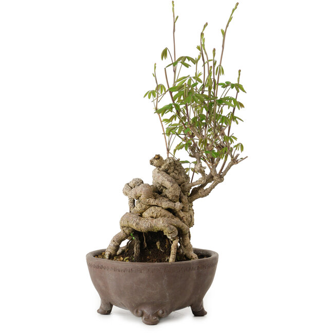 Akebia quinata, 28 cm, ± 20 anni