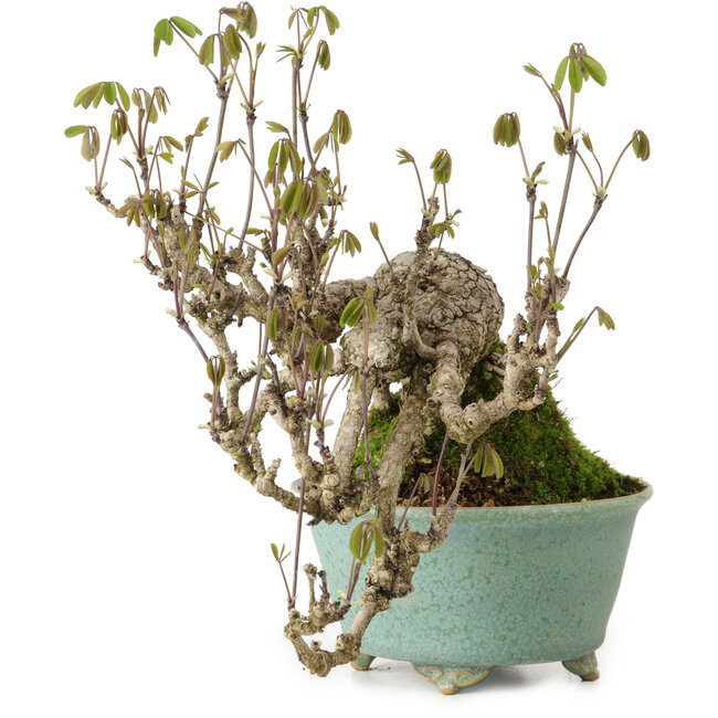 Akebia quinata, 17 cm, ± 20 anni, in un vaso giapponese fatto a mano da Fuku